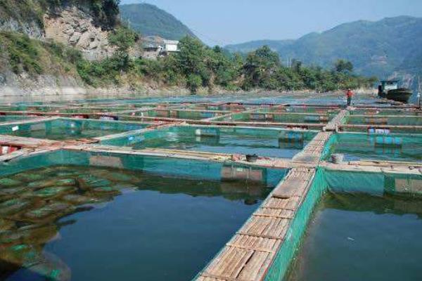高密度养殖鱼池的建设方案