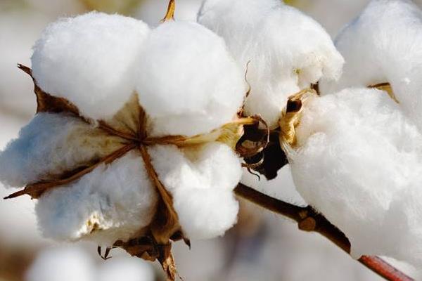 最早种植棉花的是哪个国家 棉花生长周期多长
