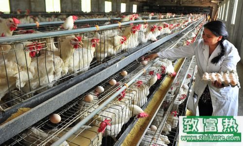 2017养蛋鸡赚钱吗？2017蛋鸡养殖前景及市场价格行情分析