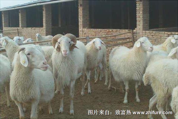 小尾寒羊价格多少钱一斤？