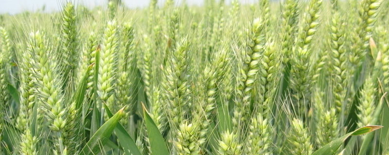 小麦高产新品种有哪些，一亩地种多少小麦