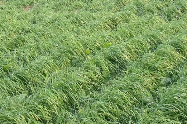 黑麦草种植时间及方法 黑麦草的生长特性