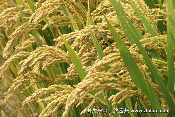 杂交水稻之父是谁？