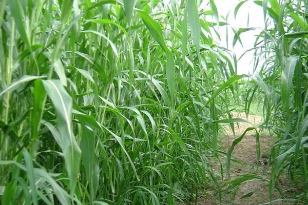 苏丹草亩产量多少 苏丹草作为牧草种植前景效益分析
