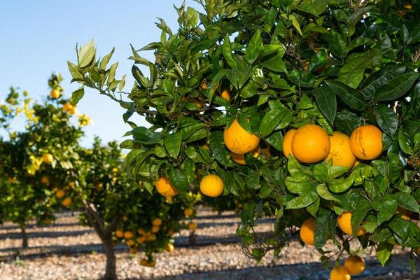 橘子树苗市场价格多少钱一棵 橘子树的种植要求