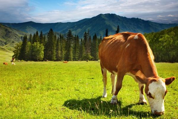 2018养黄牛赚钱吗？黄牛养殖的利润与投资成本及前景预测