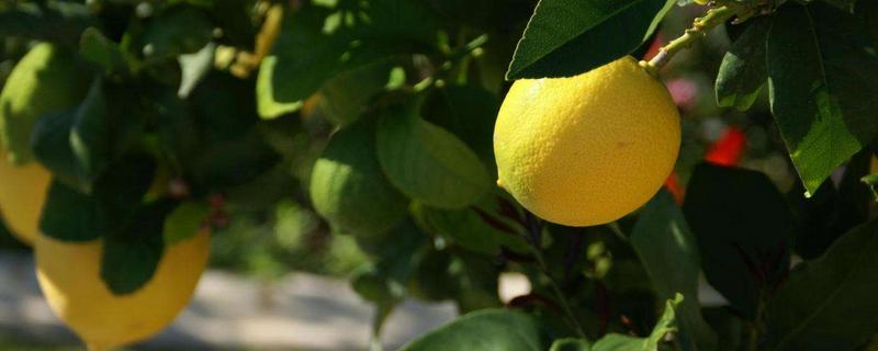 柠檬种植条件和注意事项
