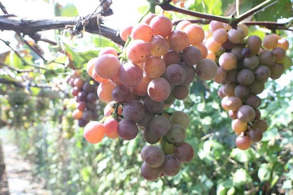 巨峰葡萄栽培管理技术