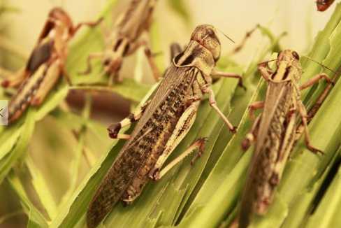 蝗虫的营养价值和功效 蝗虫的防治办法