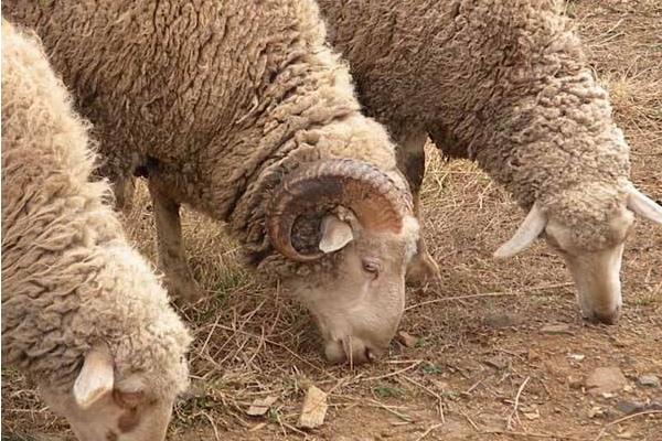 绵羊肉和山羊肉的区别 山羊和绵羊哪个贵