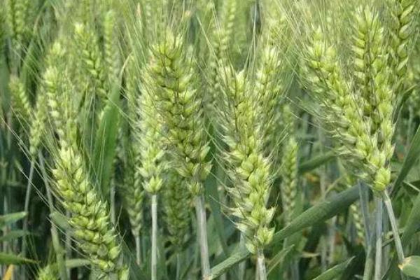 小麦最佳播种期是什么时候？温度多少？播多少量？