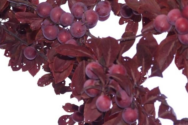 紫叶李市场价格多少钱一棵（10公分、15公分等） 紫叶李的养殖方法和注意事项