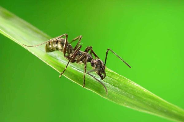 蚂蚁的触角有什么用？