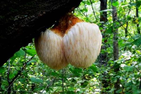 猴头菇种植技术 猴头菇长在什么地方