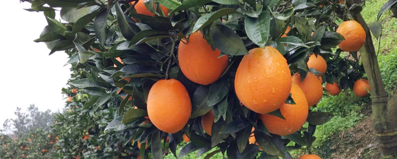 脐橙什么时候种？春秋季节都可种植