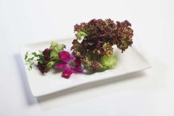 紫叶生菜可以生吃吗