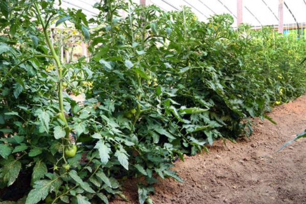 番茄树种植技术 番茄树怎么种植