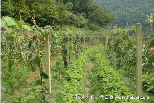 中华猕猴桃种植技术