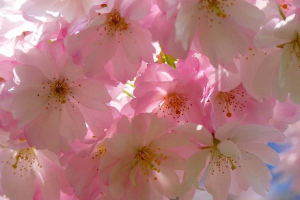 樱花树苗市场价格多少钱一棵 樱花树有哪些价值