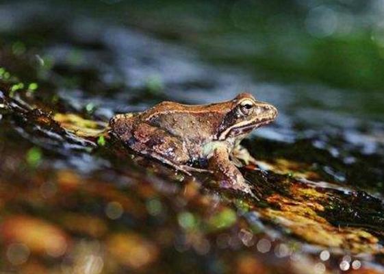 林蛙、青蛙、哈什蚂、雪蛤的区别分别是什么 林蛙的生活习性