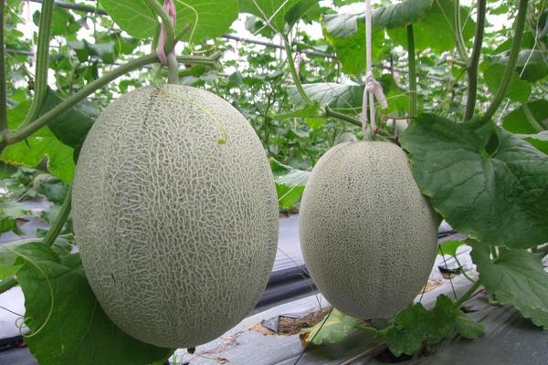 一个哈密瓜一般有多重