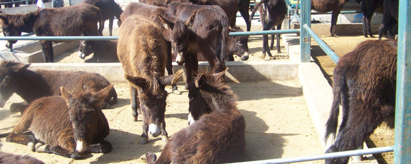 肉驴养殖与技术