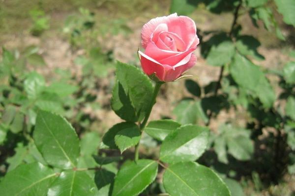 2018种玫瑰花赚钱吗？玫瑰花种植的利润与投资成本及前景预测