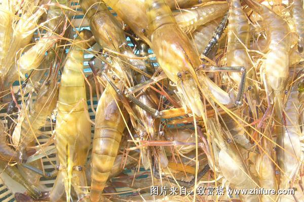 虾养殖需要什么条件？