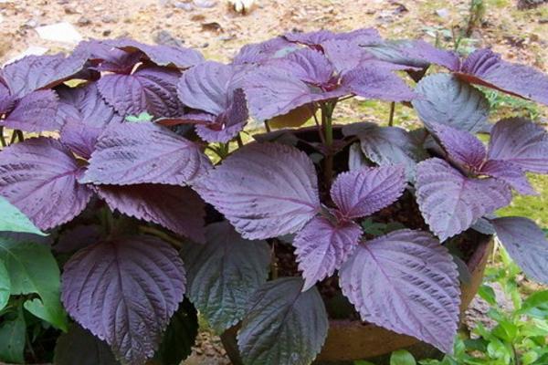 紫苏怎么种植 紫苏种植方法与注意事项
