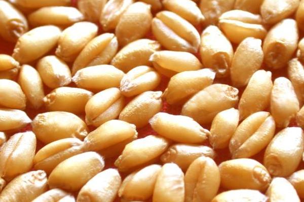 种小麦用什么肥料好？
