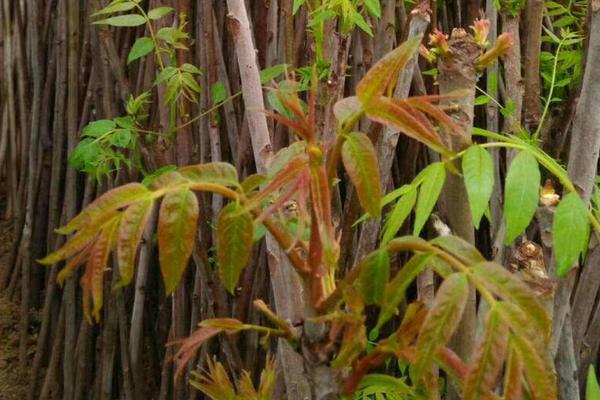 大棚香椿树的种植方法