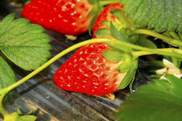 草莓种植技术及日常管理方法