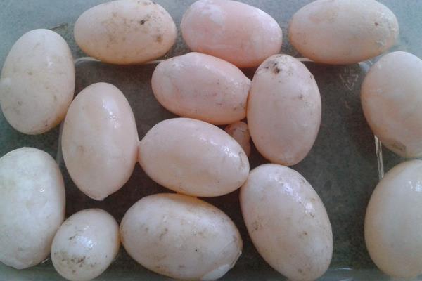乌龟蛋怎么孵化 乌龟生的蛋能够吃吗