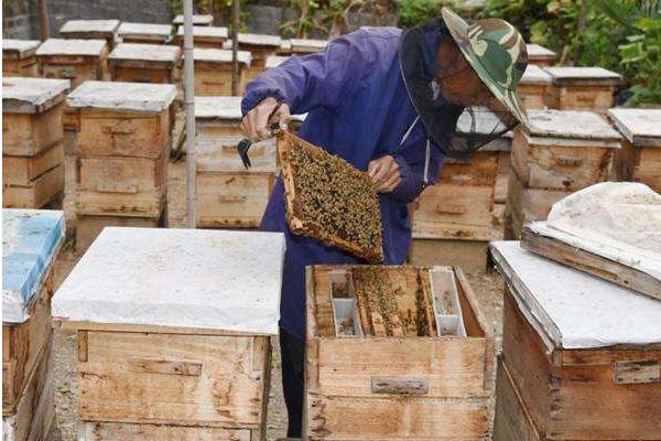 养蜂蜜需要多少成本100箱养蜂利润如何 养蜂赚钱吗