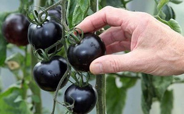 黑番茄种植栽培技术