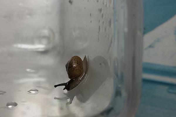 如何养蜗牛？