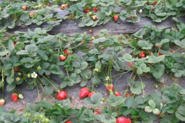 2018种草莓赚钱吗？草莓种植的利润与投资成本及前景预测