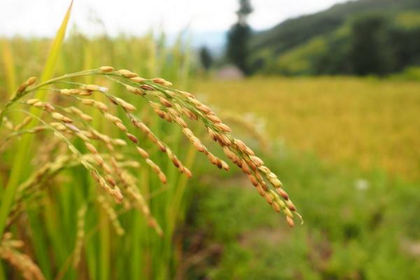 水稻和小麦的区别什么？