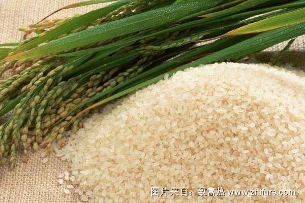 水稻什么时候收割？