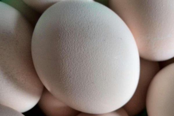 孔雀蛋能吃吗 孔雀蛋怎么做好吃又简单