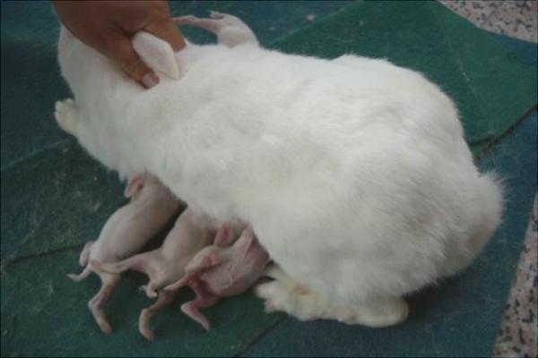兔子怀孕的症状是什么？