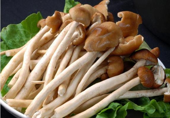 茶树菇的功效与作用及禁忌 茶树菇的营养价值
