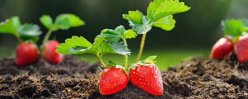 种植大棚草莓有风险吗，一亩投资多少钱