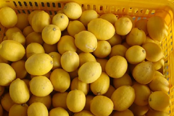 柠檬种植条件