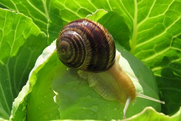 蜗牛是益虫还是害虫？