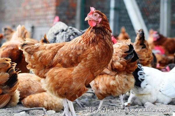 2018养肉鸡赚钱吗？肉鸡养殖的利润与投资成本及前景预测
