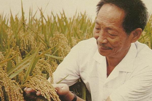 杂交水稻之父是谁？