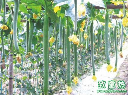丝瓜种子人工催芽的方法