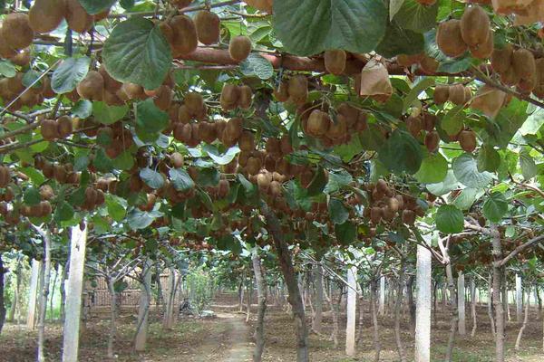 软枣猕猴桃树苗哪个品种最好？什么时候种？几年结果？