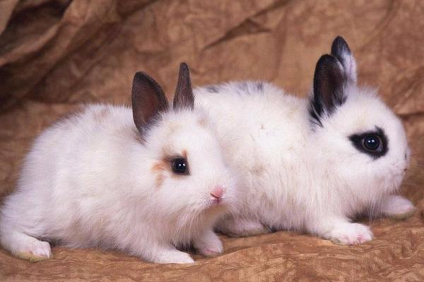 宠物兔市场价格多少钱一只 宠物兔怎么训练